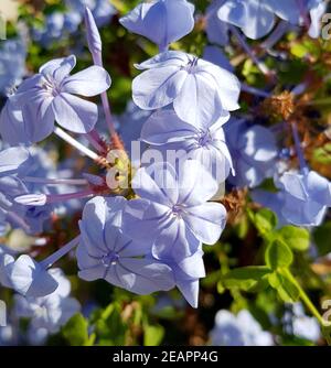 Bleiwurz, Plumbago auriculata, Stockfoto