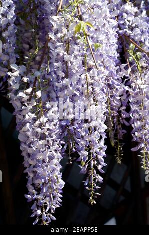 Blauregen, Wisteria sinensis Stockfoto