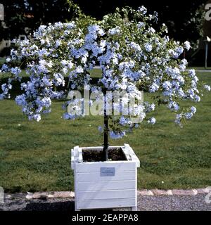 Bleiwurz Plumbago auriculata Stockfoto