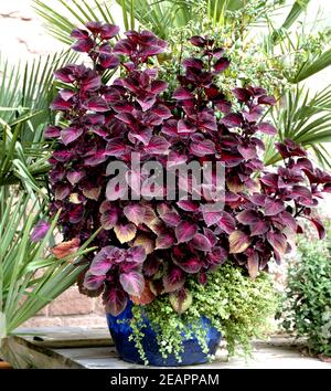 BlÂ¸menkÂ¸bel, Buntnessel, Coleus Stockfoto