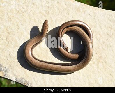 Blindschleiche, geschiedenen fragilis Stockfoto