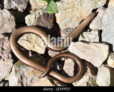 Blindschleiche, geschiedenen fragilis Stockfoto