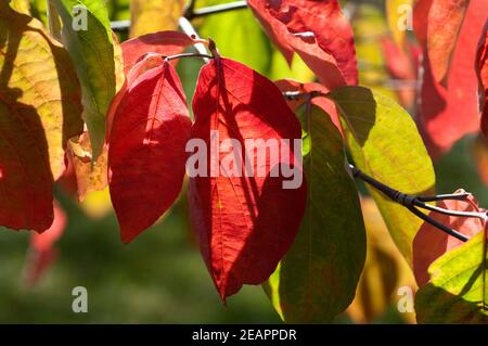 Blumenhartriegel, Cornus, nuttallii Stockfoto