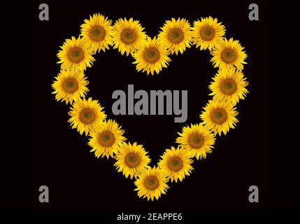 Blumenherz, Spieleheustadl, Helianthus, Annuus, Stockfoto