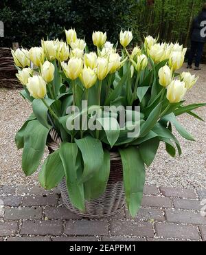 Tulipa Exotic Emperor, Tulpenbluete Stockfoto