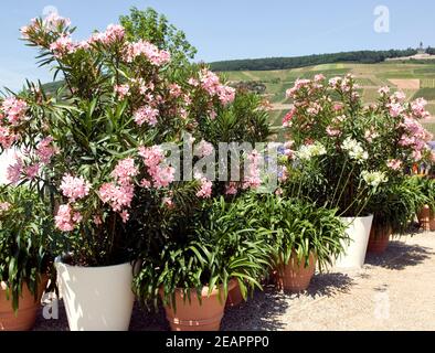 Blumenkuebel, Oleander, Schmucklilie Stockfoto