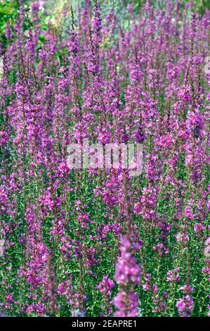 Blutweiderich, Lythrum salicaria Stockfoto