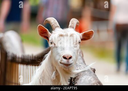 Portait einer Ziege mit Menschen im Hintergrund. Stockfoto