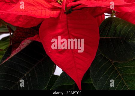 Die poinsettia roten Blüten. Die Blume der Weihnachten Stockfoto