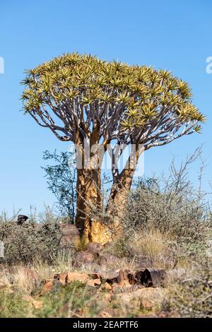 Aloidendron dichotomum, Aloe Baum, Namibia Wüste Stockfoto