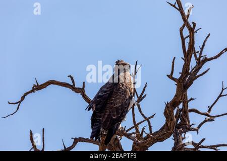 Majestätischer Martial Eagle auf toten Baum, Namibia Afrika Safari Tierwelt thront Stockfoto