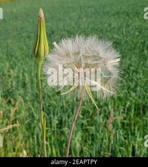 Wiesen-Bocksbart Tragopogon Pratensis Stockfoto