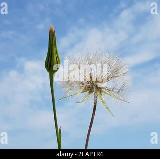 Wiesen-Bocksbart Tragopogon Pratensis Stockfoto