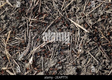 Gewöhnliche Ameisen auf einem Ameisenhaufen Stockfoto