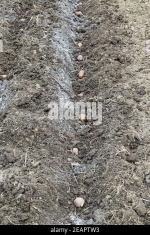 Kartoffeln Anpflanzen im Garten Stockfoto