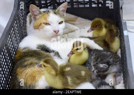 Katze Pflegemutter für die Entenküken Stockfoto