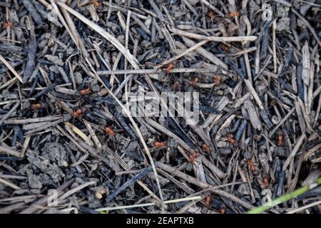 Gewöhnliche Ameisen auf einem Ameisenhaufen Stockfoto