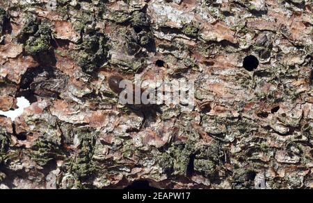 Borkenkaefer, Fichtenborkenkaefer, Cryphalus abietis Stockfoto