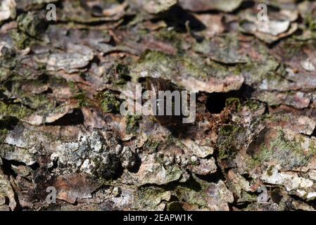 Borkenkaefer, Fichtenborkenkaefer, Cryphalus abietis Stockfoto