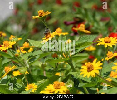 Eine kleine schwarz-weiße Texas Leaf Cutter Bee sammelt Pollen von einer gelben Blume in einem Gemeindegarten in Oklahoma City. Stockfoto