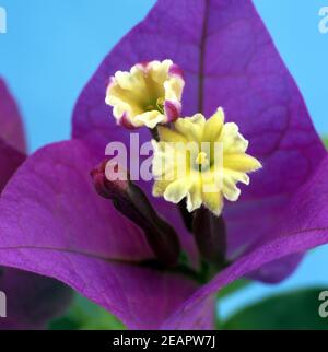 Bougainvillea Stockfoto