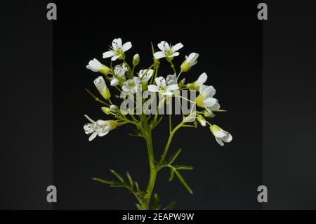 Brunnenkresse; Kapuzinerkresse; Officinale; Stockfoto