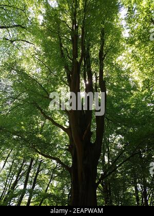 Buchenwald, Nationalpark, Kellerwald-Edersee Stockfoto