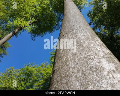 Buchenwald, Nationalpark, Kellerwald-Edersee Stockfoto