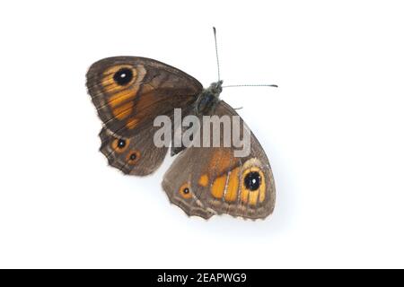 Großes, Ochsenauge Maniola jurtina Stockfoto