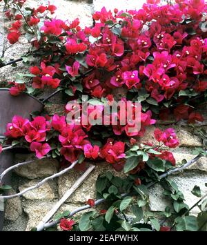 Bougainvillea Stockfoto