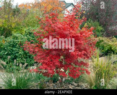 Fecherahorn, Herbst, Acer Stockfoto