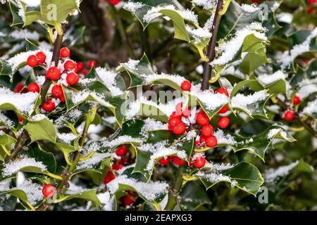 HOLLY MIT ROTEN BEEREN ILEX AQUIFOLIUM MIT IMMERGRÜNEN BLÄTTERN IN WINTER MIT SCHNEE Stockfoto