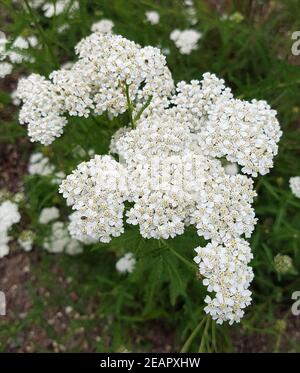 Schafgarbe Achillea millefolium Stockfoto