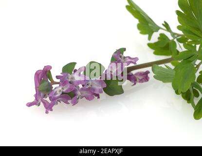 Laerchensporn Corydalis, Cava Stockfoto