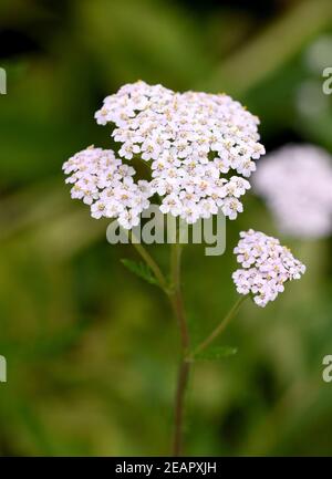 Schafgarbe, Achillea millefolium, Stockfoto