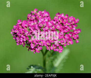 Schafgarbe, Achillea millefolium, Stockfoto