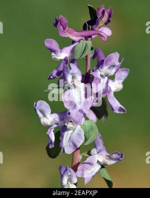 Laerchensporn, Corydalis, cava Stockfoto