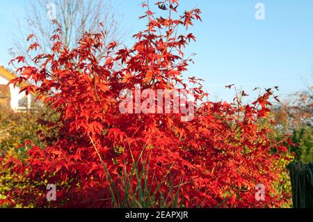 Fecherahorn, Herbst, Acer Stockfoto