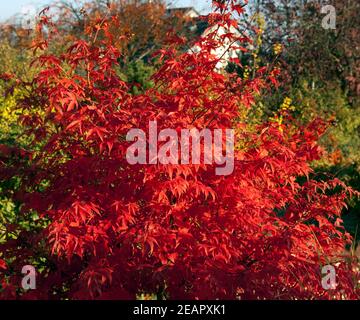 Fecherahorn, Herbst, Acer Stockfoto