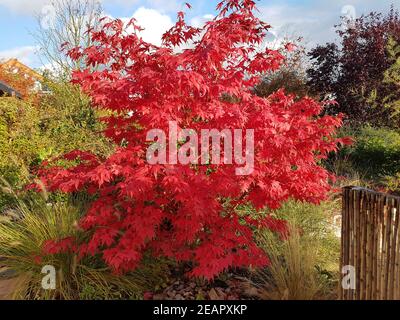 Fecherahorn, Herbst, Acer, palmatum, Osakazuki, japonicum Stockfoto