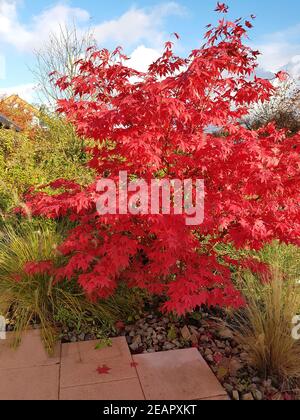 Fecherahorn, Herbst, Acer, palmatum, Osakazuki, japonicum Stockfoto