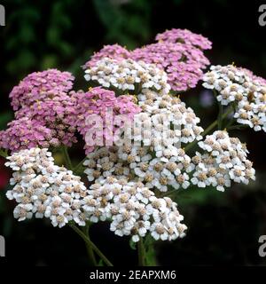 Schafgarbe Achillea millefolium Stockfoto