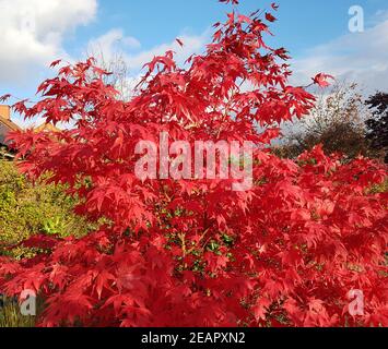 Fecherahorn, Herbst, Acer, palmatum, Osakazuki, japonicum Stockfoto