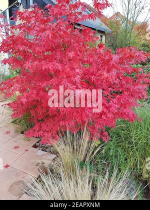 Fecherahorn, Herbst, Acer, palmatum, Osakazuki, japonicum Stockfoto