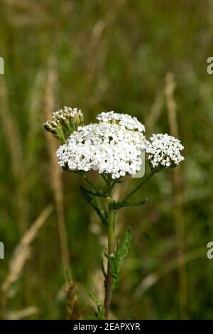 Schafgarbe, Achillea millefolium Stockfoto