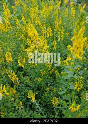 Faerberginster, Genista, dolmetsch Stockfoto