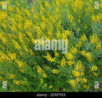 Faerberginster, Genista, dolmetsch Stockfoto