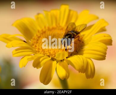 Faerberkamille, Anthemis tinctoria, Faerber-Hundskamille Stockfoto