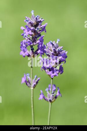 Lavendel, Lavendula, angustifolia, officinalis Stockfoto