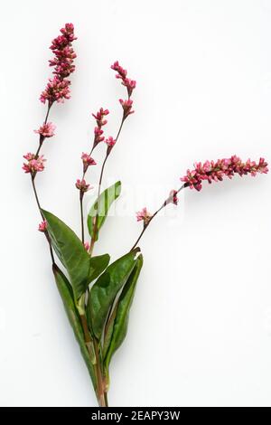Faerberknoeterich Polygonum tinctorium